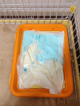 イメージカタログ 最も人気のある 犬 トイレシート 食べる