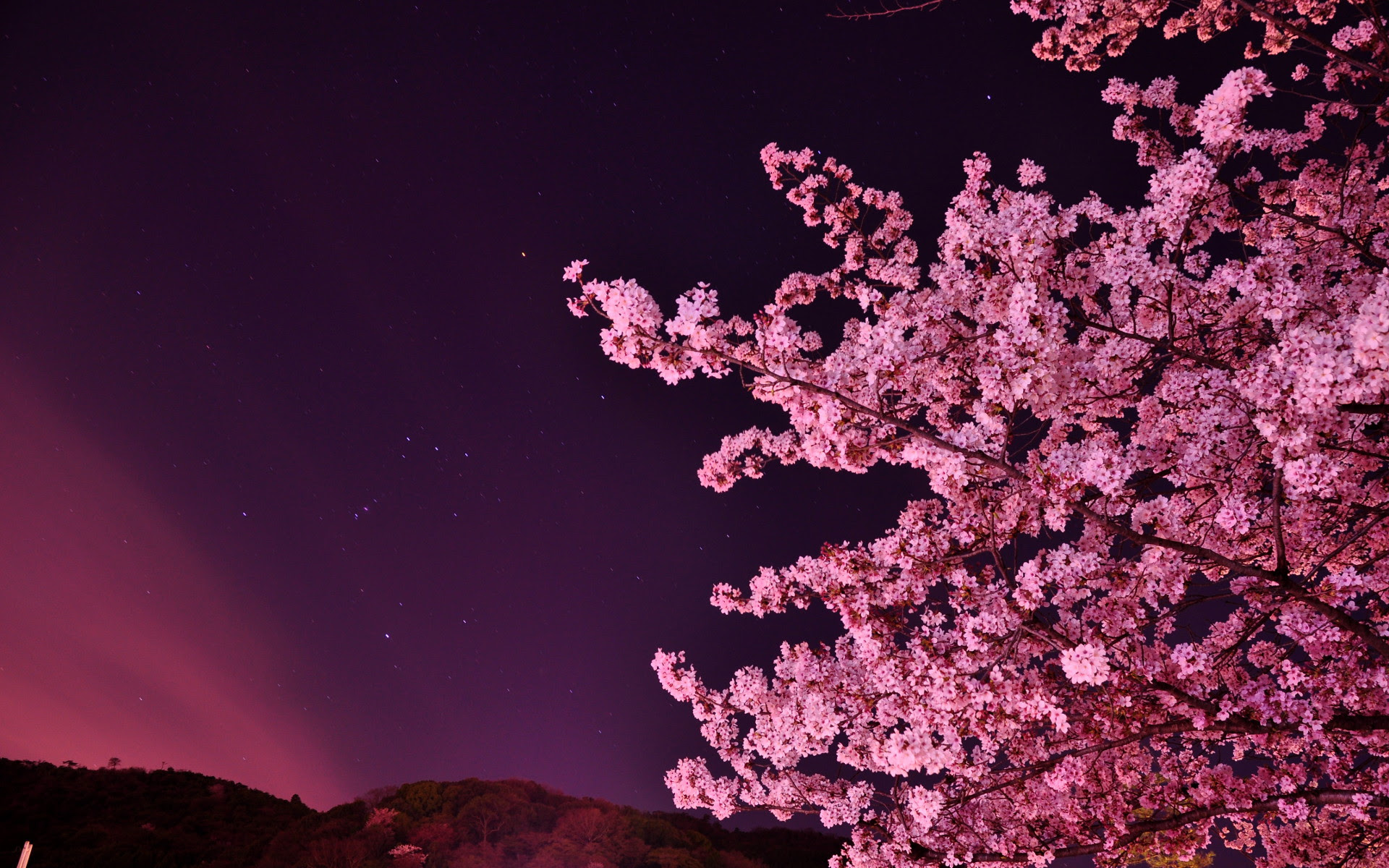 トップ100 壁紙 桜 花の画像