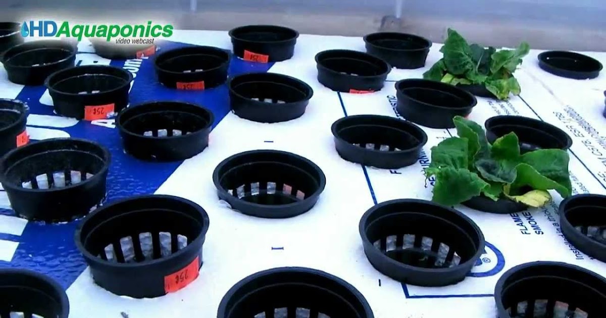 Floating raft aquaponics plants | DIY Aquaponics