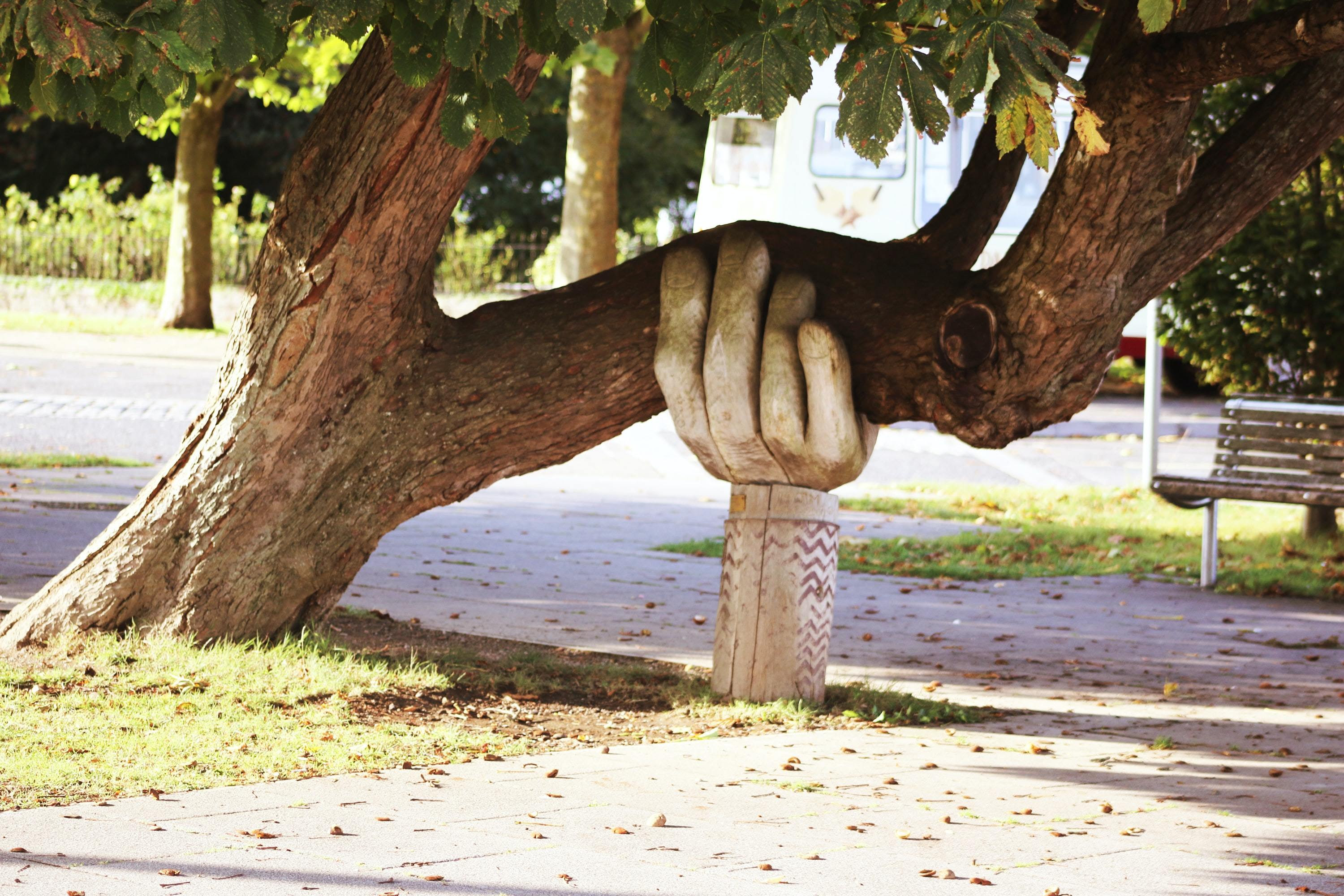 Photo of an old, leaning tree supported by a wooden sculpture of a hand.