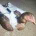    Is ISIS developing suicide CHICKENS? Pictures appear to show bombs strapped to hens by bird-brained jihadis