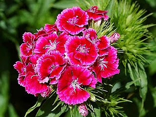 優雅6 月11 日誕生花 画像hd