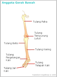 Tulang kaki  Manusia BERBAGI SEGALANYA DISINI