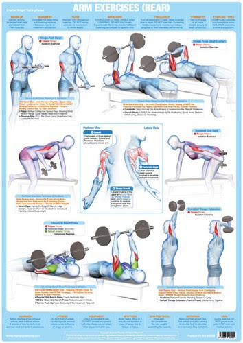 Repeat with both legs at the same time. Barbells Attachments Arm Muscles Back Weight Lifting And Bodybuilding Poster Gym Exercise Chart Sporting Goods