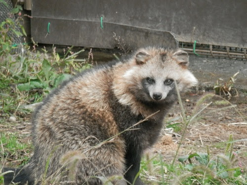 エレガントぬ から 始まる 動物 最高の動物画像