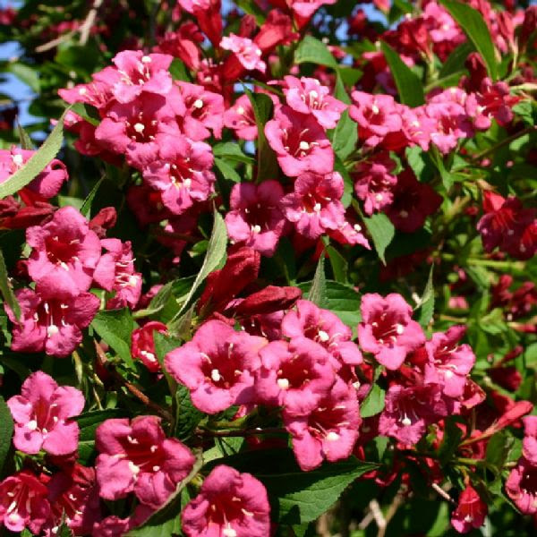 List of shrub plants from australian native plants nursery including acacia aphylla, none, acacia boormanii, snowy river wattle, acacia calamifolia, wallowa, acacia chinchillensis, chinchilla wattle, acacia cognata cousin itt, acacia coriaceae, wirewood or desert oak, acacia covenyi, bluebush. Watsons Nurseries