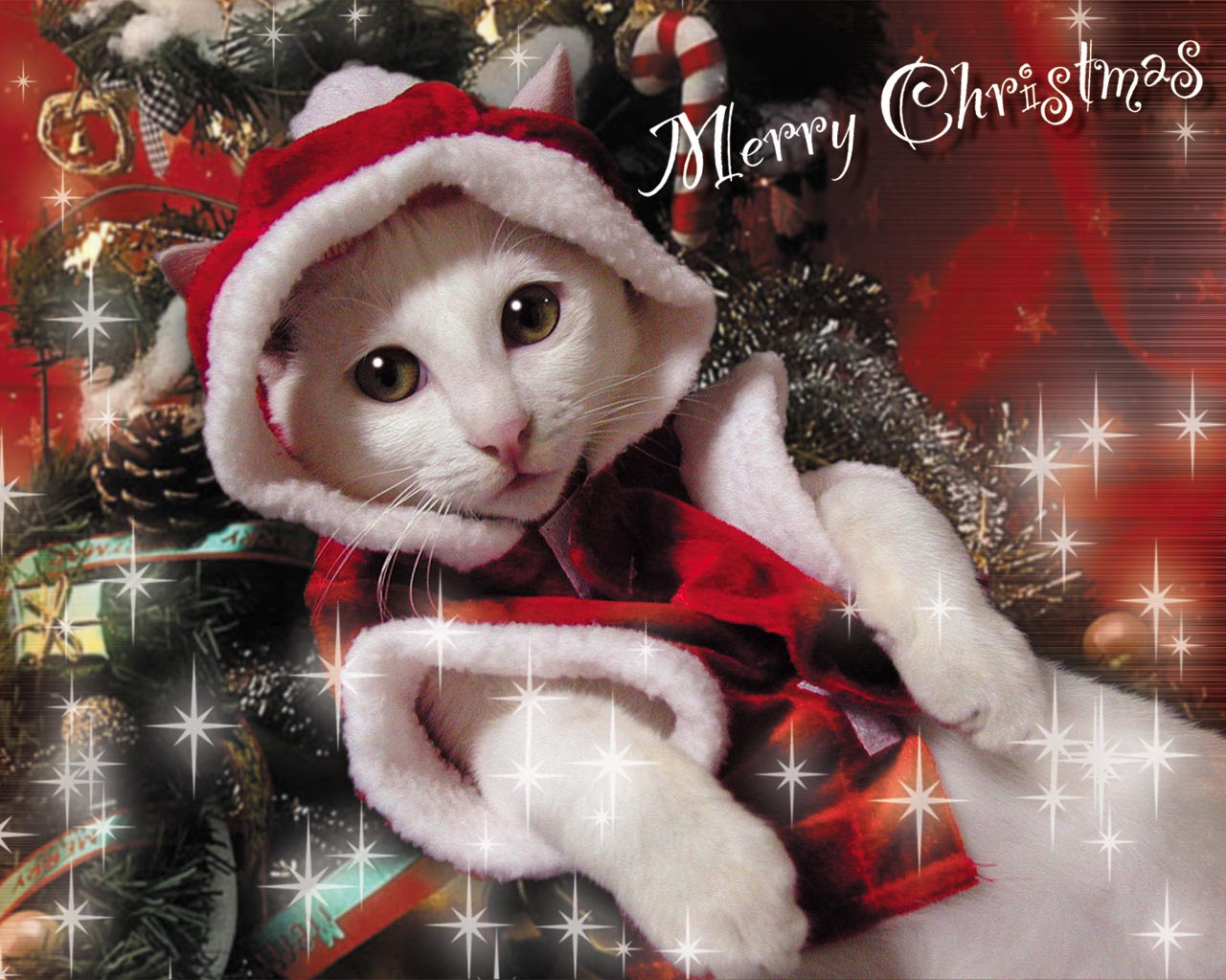 50 壁紙 クリスマス 猫 画像 すべての美しい花の画像
