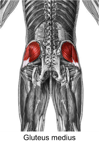 I use diagrams and colors on my own buttocks to help you identify the differences between the ventro and dorso gluteal injection sites. A Pain In The Glute Panorama Wellness Sports Institute
