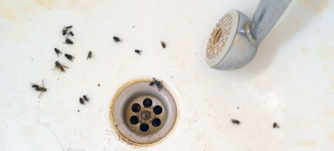 How To Get Rid Of Little Black Flies In Bathroom - whiteabstractexpert - How To Get Rid Of Black Gnats In Bathroom