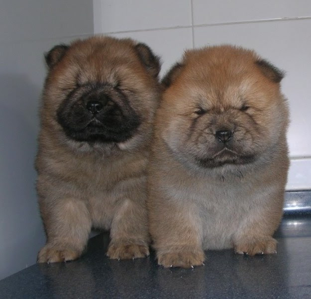 63 Japanese Chow Chow Dog L2sanpiero