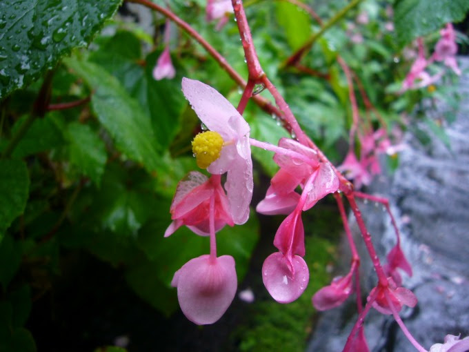 新着シュウカイドウ 花 言葉 最高の花の画像