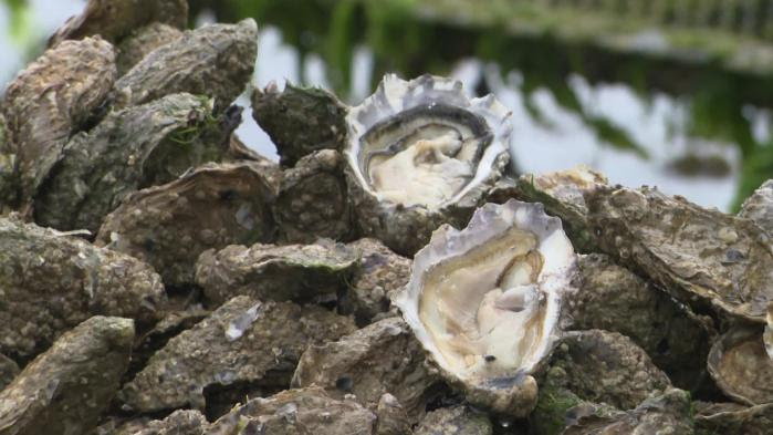 Mangez des huîtres pour aider les ostréiculteurs français !