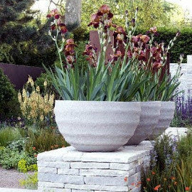 Growing irises from seeds also has some other advantages: Growing Irises In Containers Sunshine Iris Nursery