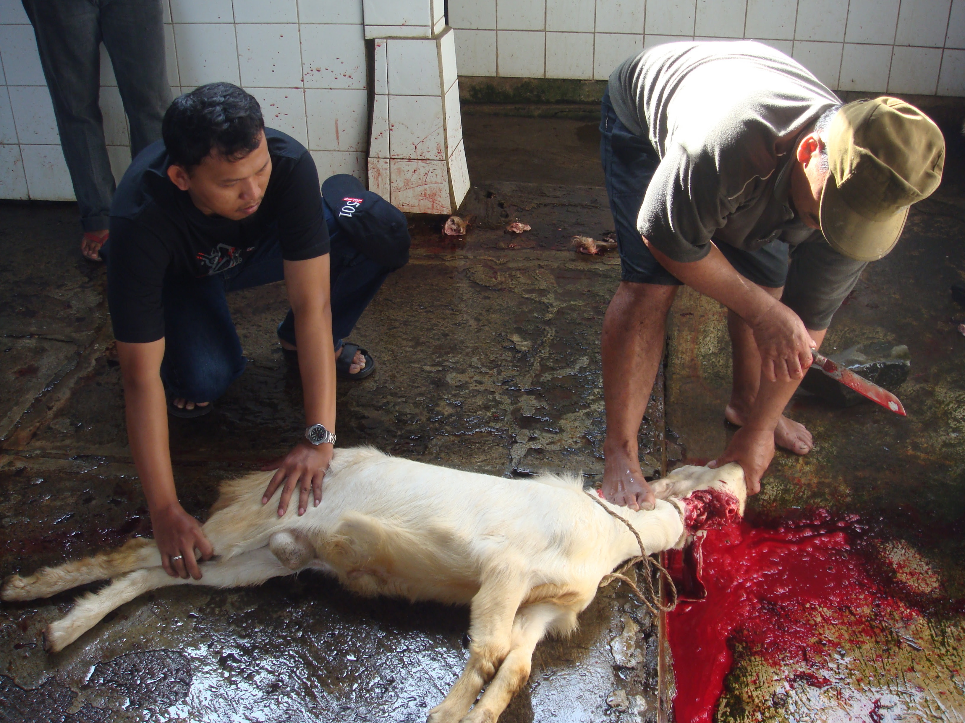 blogku agha GAMBAR KAMBING DAN SAPI DIPOTONG