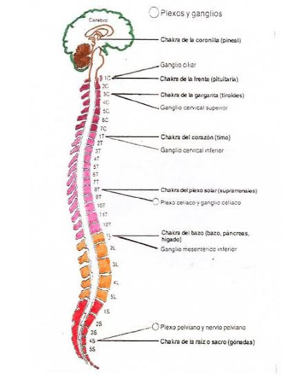 chakras2