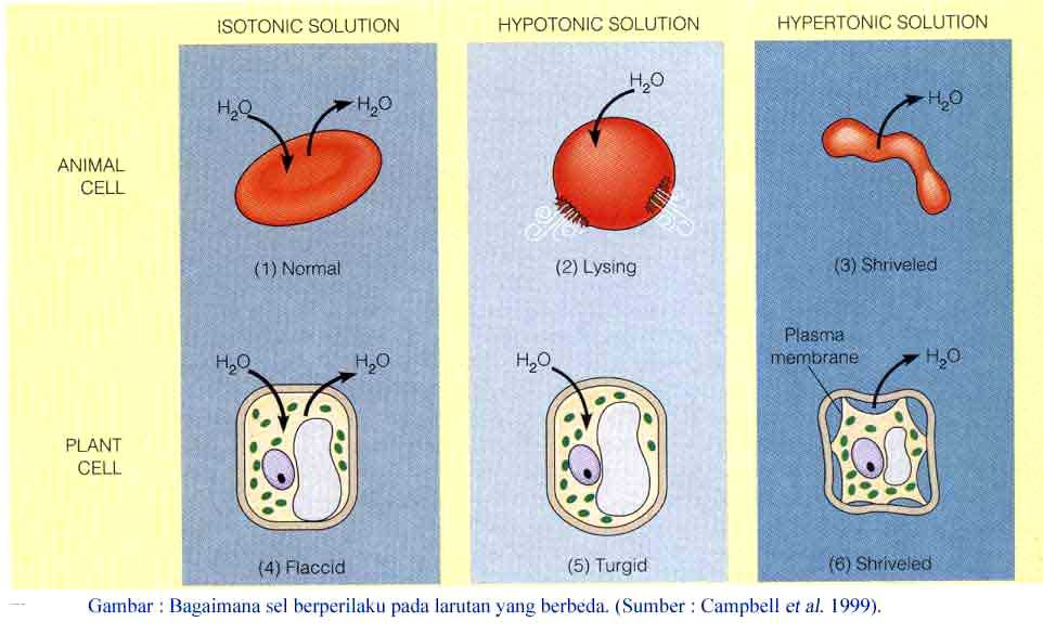 Contoh Gambar Difusi Dan Osmosis - Contoh Agus