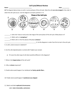 30 Cell Division Mitosis And Cytokinesis Worksheet Answers ...