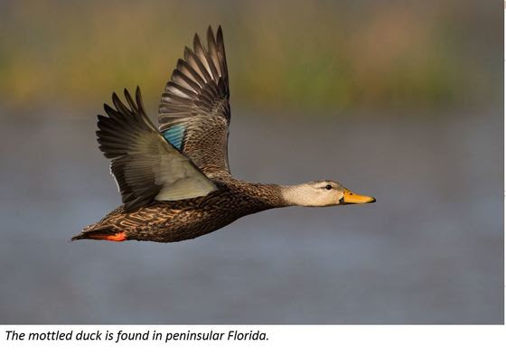 Mottled duck 4