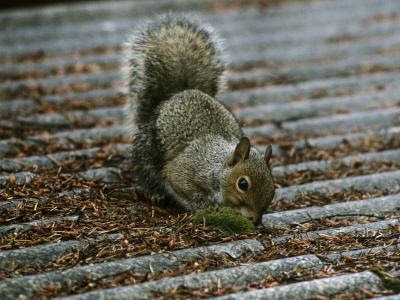 Check spelling or type a new query. How To Get Rid Of A Mouse Or Squirrel Inside A Wall