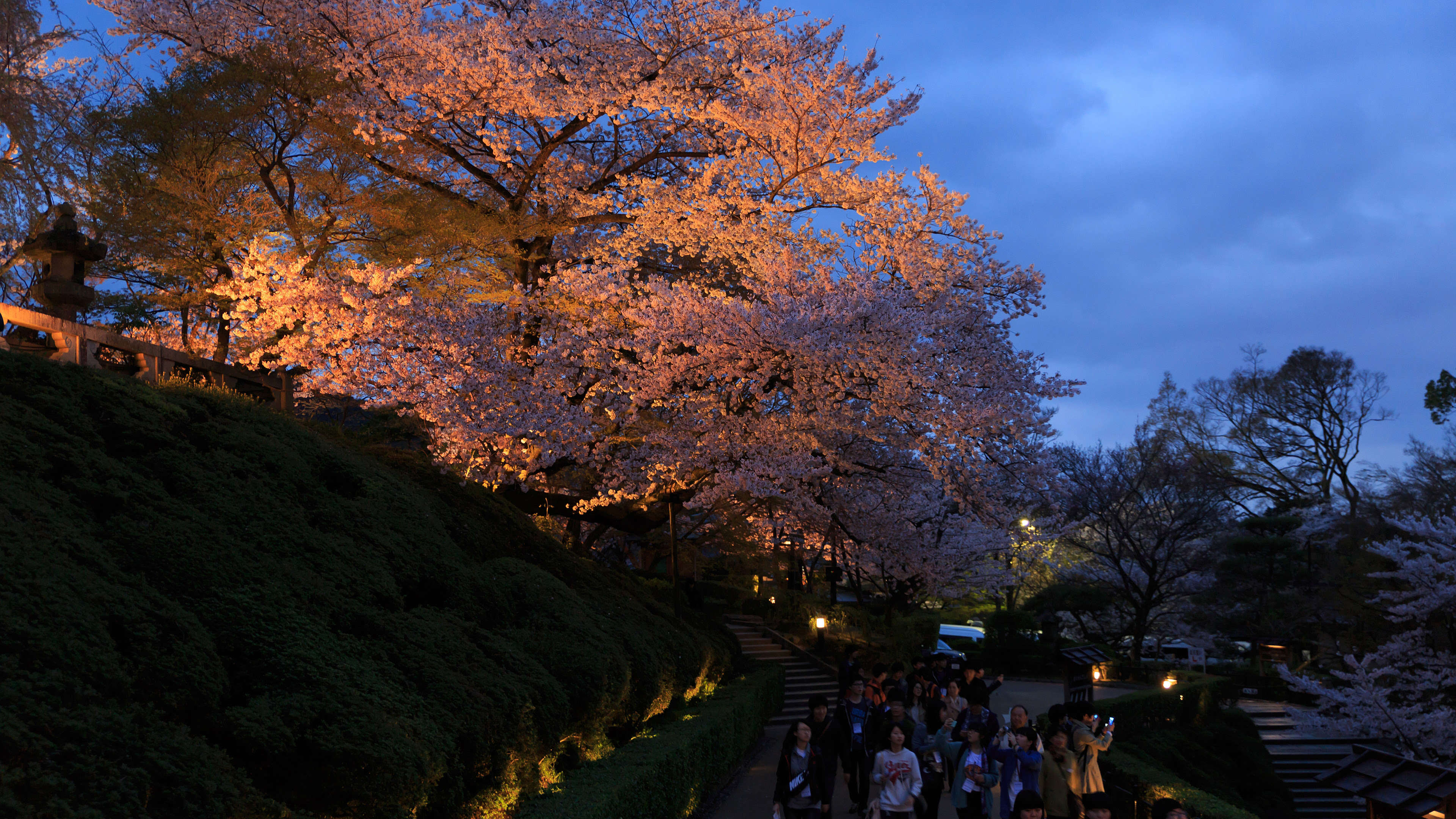 トップ100 3840x2160 壁紙 最高の花の画像