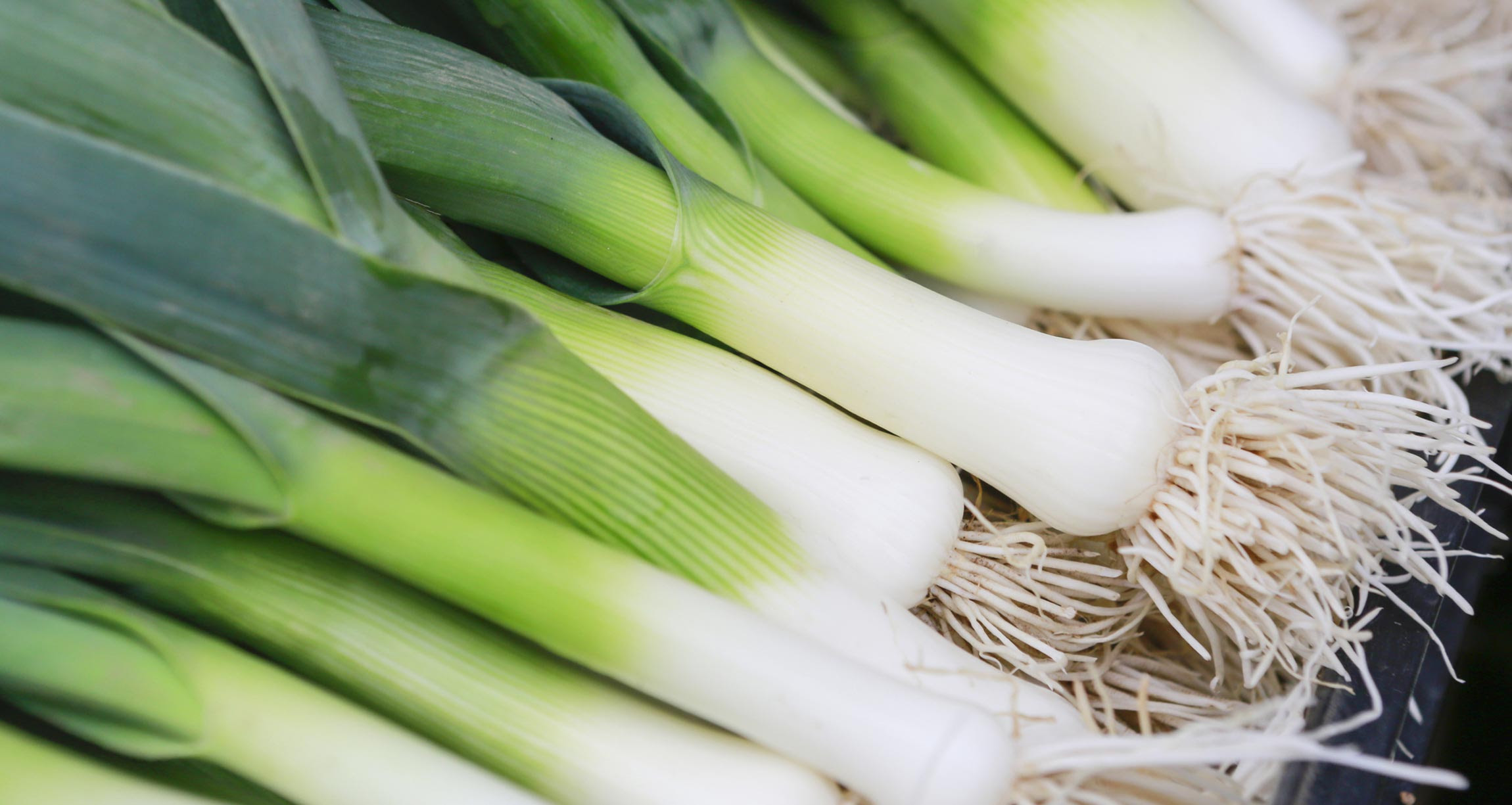 display of leeks