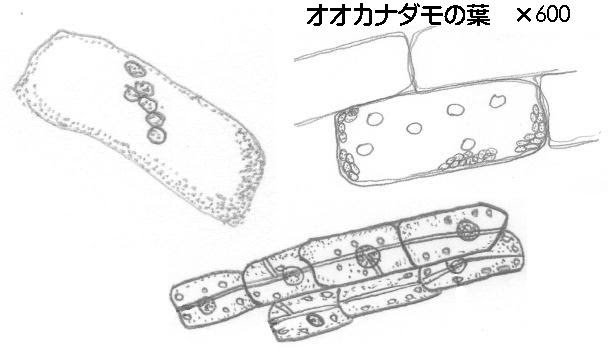 最高 50 オオカナダモ 細胞 スケッチ 壁紙 配布