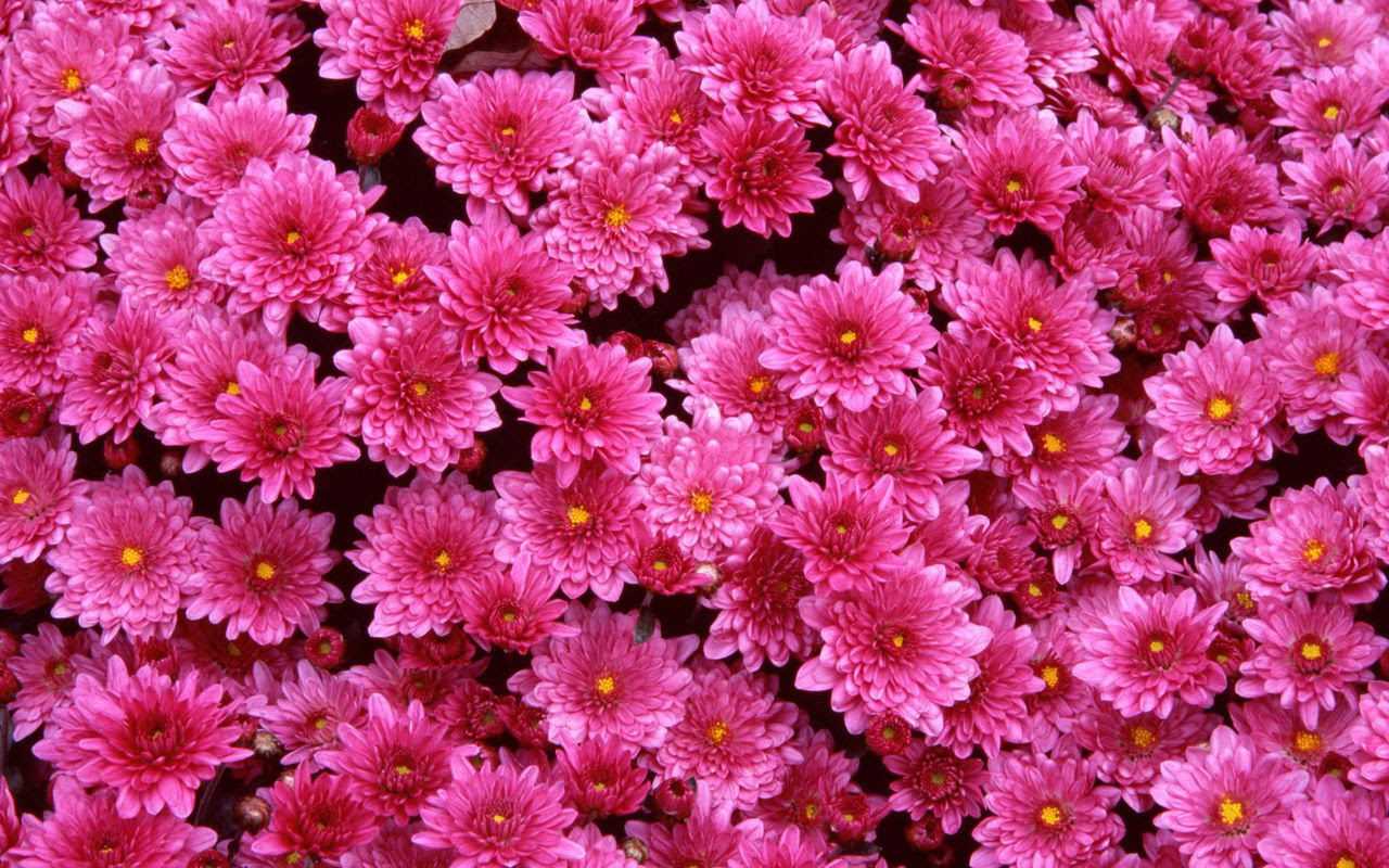 すべての花の画像 無料ダウンロードマゼンダ ピンク マゼンタ 壁紙