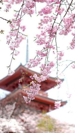 京都 壁紙 夜桜 2616