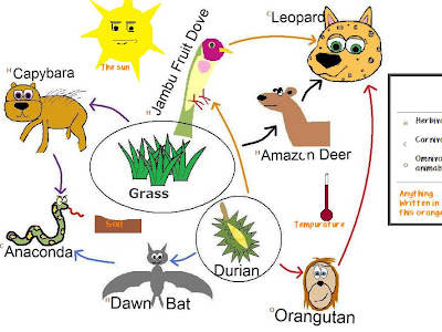 [無料ダウンロード！ √] amazon rainforest food web simple 267925-What is the food web in the amazon rainforest