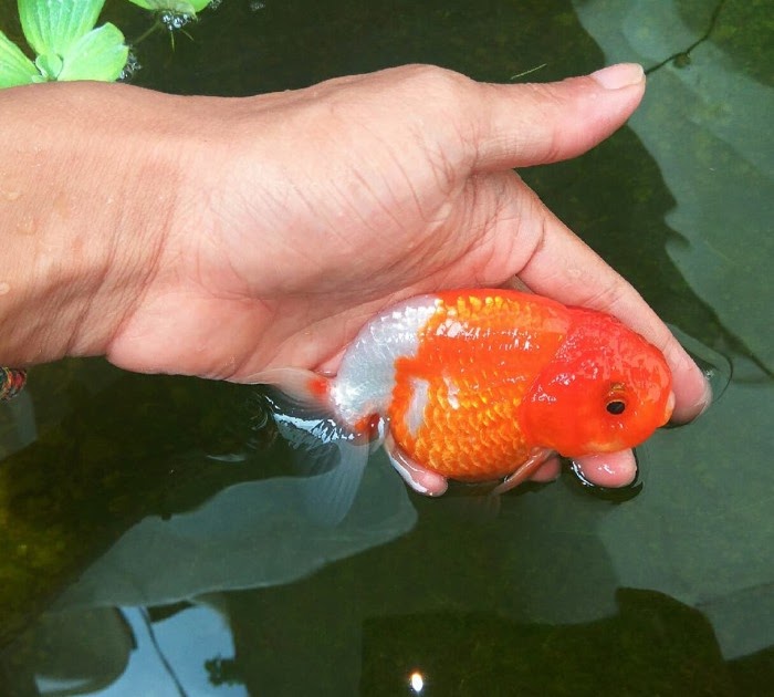 Jual Ikan  Mas  Koki Di Jakarta