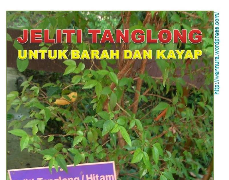 Daun Untuk Ubat Kayap - Rawatan o