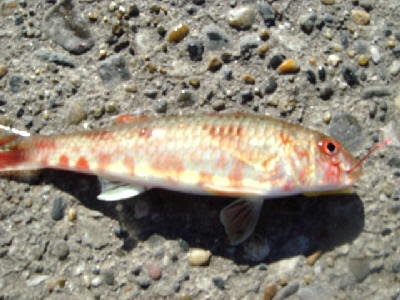 元の赤い 斑点 魚 最高の花の画像