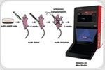 Non-Invasive In Vivo Imaging of GFP Expressing Pancreatic Cancer