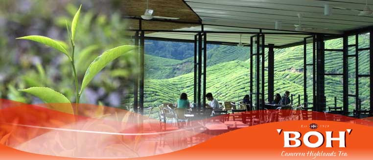 #sejarahnamatehboh #ustazbadlishah2020sejarah nama teh boh. Boh Tea Plantations Cameron Highlands