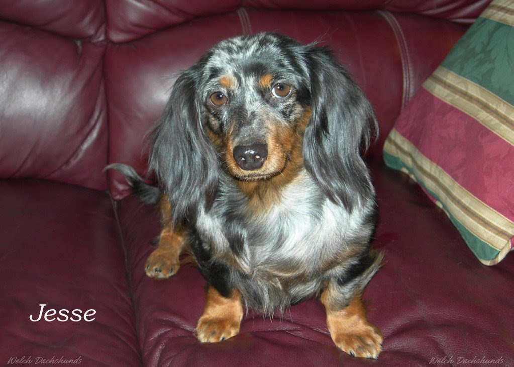 All puppies purchased or picked up in missouri are subject to missouri sales tax of 5.662% of purchase price. Welch Dachshunds