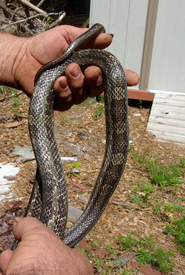 They are very small and shy and, as a consequence, are rarely seen by humans. Snakes In Nc Www Callofthewildwildlifeservices Com