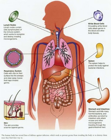 Anatomic vector illustration of human heart. Free Human Body Parts Download Free Human Body Parts Png Images Free Cliparts On Clipart Library