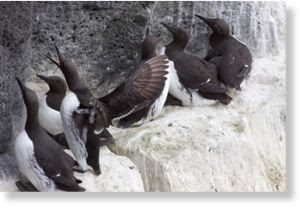 guillemot_birds.jpg