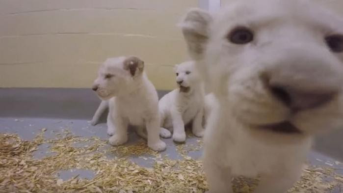 VIDEO. Naissance rare de quatre lions blancs dans un zoo canadien