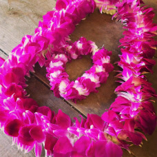 50 素晴らしいハワイ 花 首飾り すべての美しい花の画像