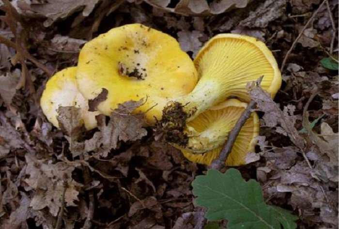 Cantharellus cibarius-manitari