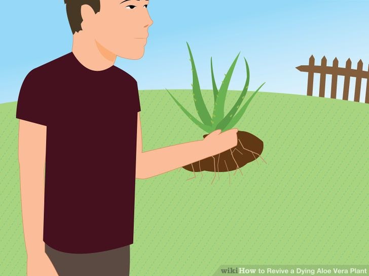 How To Do It How To Revive A Dying Aloe Vera Plant