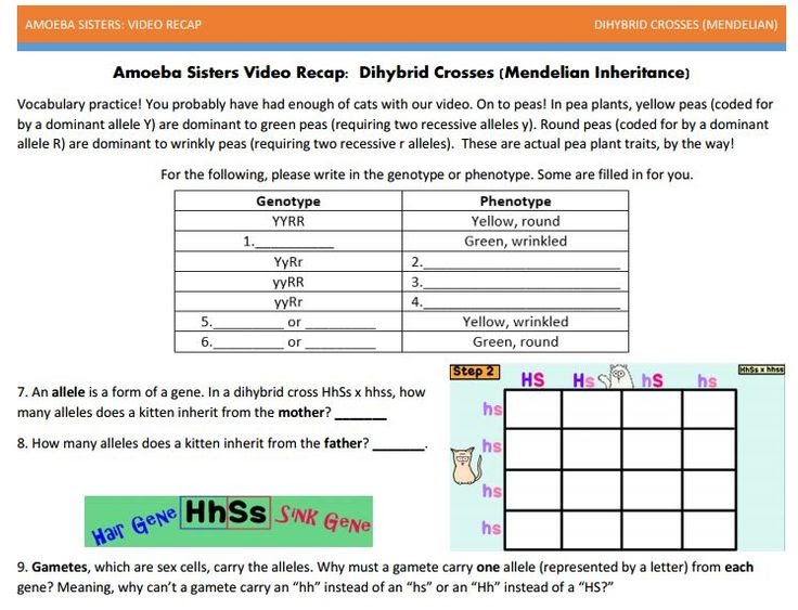 Amoeba Sisters Monohybrid Crosses Key - Try this amazing ...