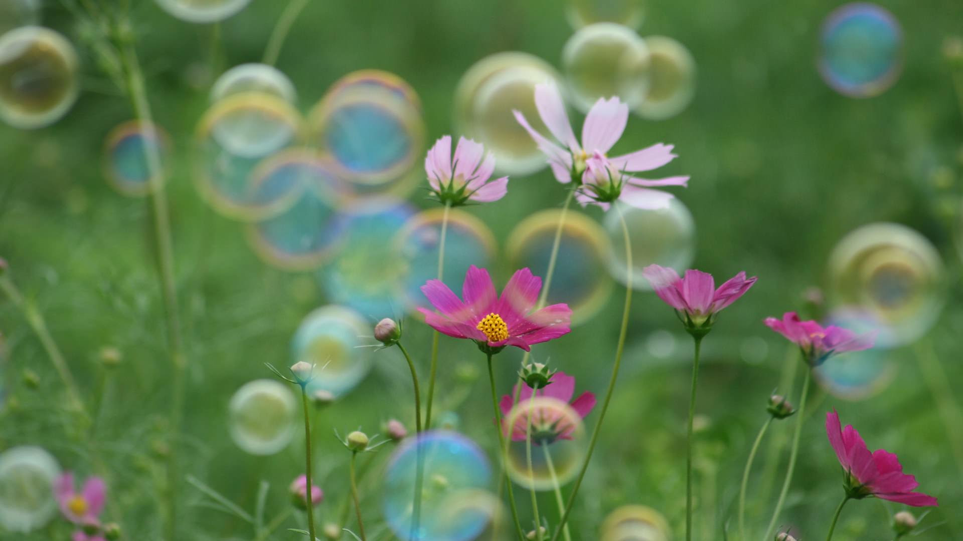 最高のデスクトップ 壁紙 花 おしゃれ すべての美しい花の画像