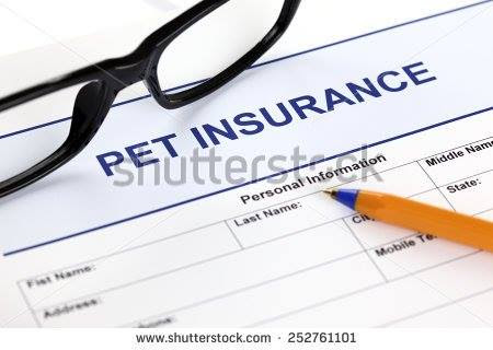 Maybe you would like to learn more about one of these? Online Pet Insurance Plan As A Boon For Pet Owner S In India Pashudhan Praharee