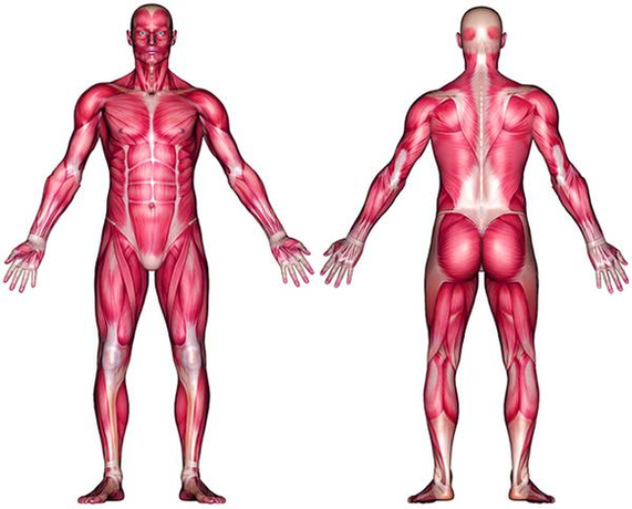 Bones in human body is the solid structure that helps in making the physical appearance of the body. Diagram Blank Muscle Anatomy Anatomy System Human Body Anatomy Diagram And Chart Images