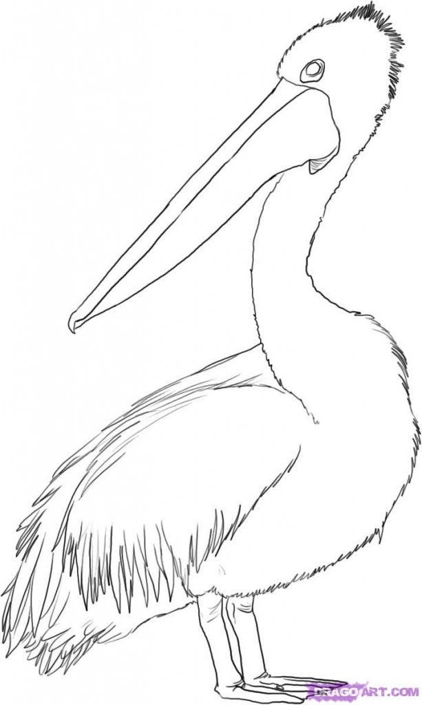 Download 188+ Birds Pelicans Coloring Pages PNG PDF File