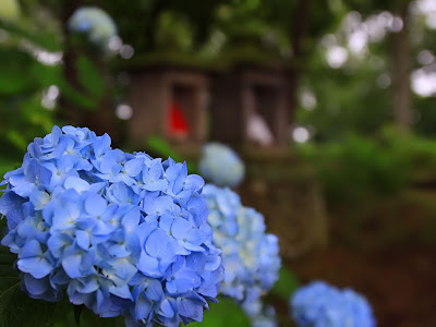 最高のコレクション スマ�� 紫陽花 青 壁紙 168911