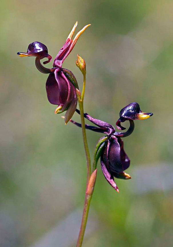 flowers                                                          that look like                                                          something                                                          else