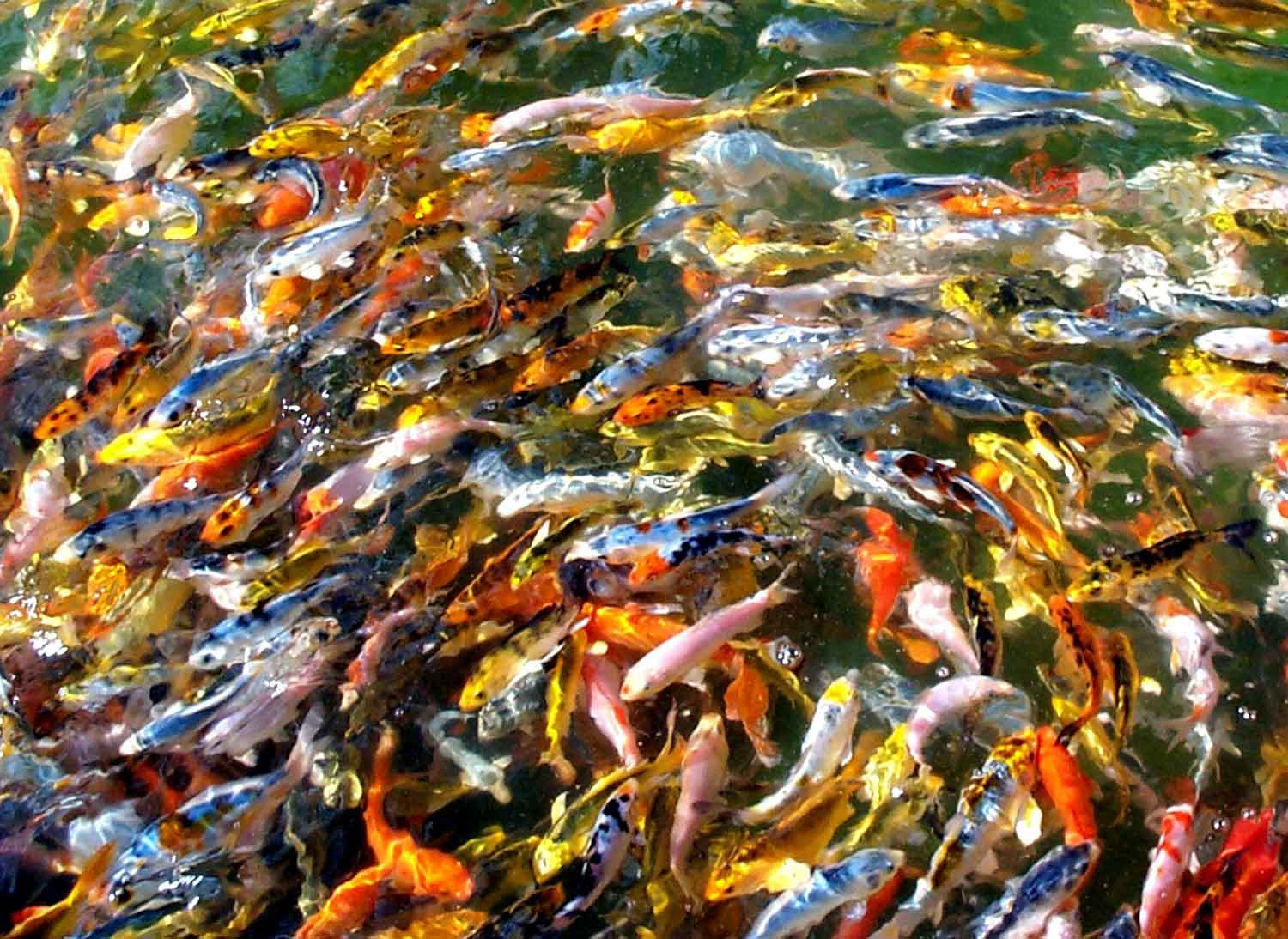 Ikan Mas Koki Berkembang Biak Dengan Cara Dota 2 Haha